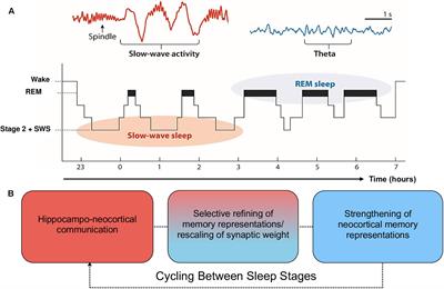 Frontiers | Sleep-Dependent Memory Consolidation And Incremental ...